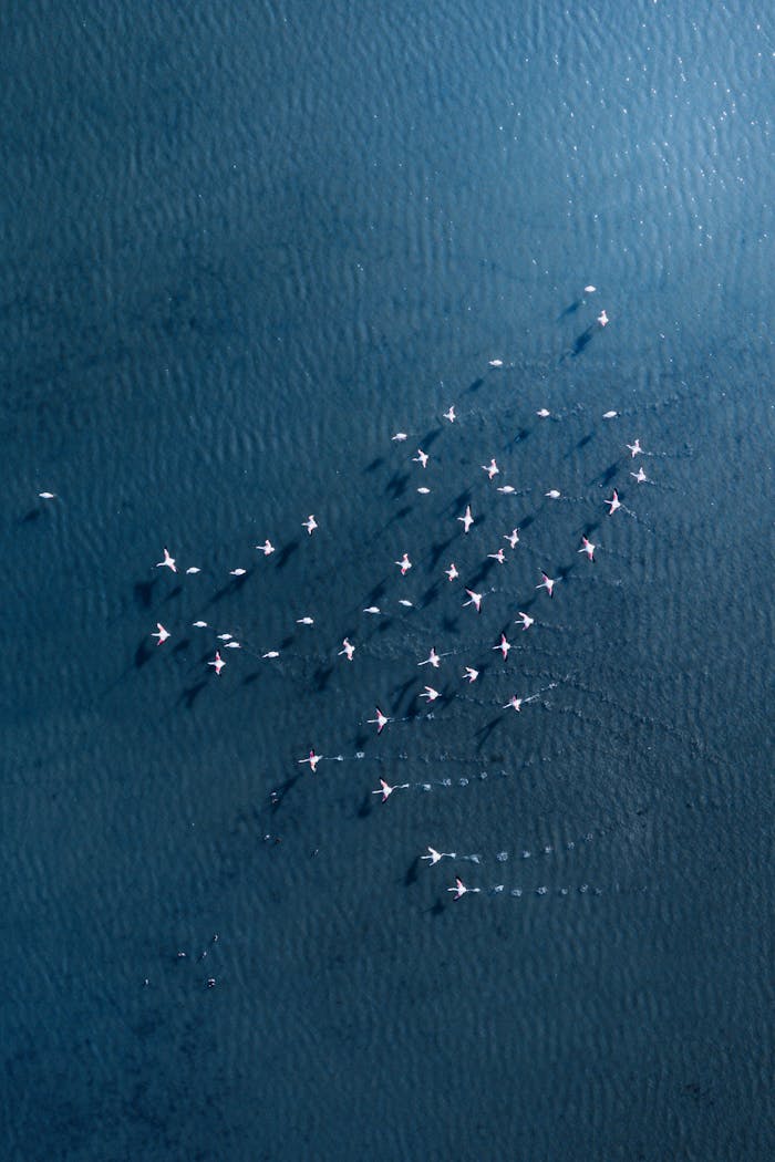 A breathtaking aerial view of a flock of flamingos gracefully flying over blue ocean waters.