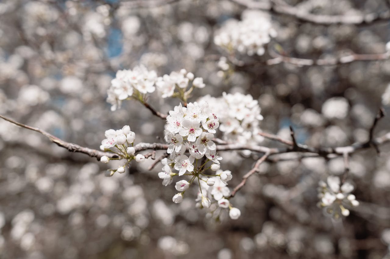 A close-up view of white blossoms blooming on tree branches, signifying spring.