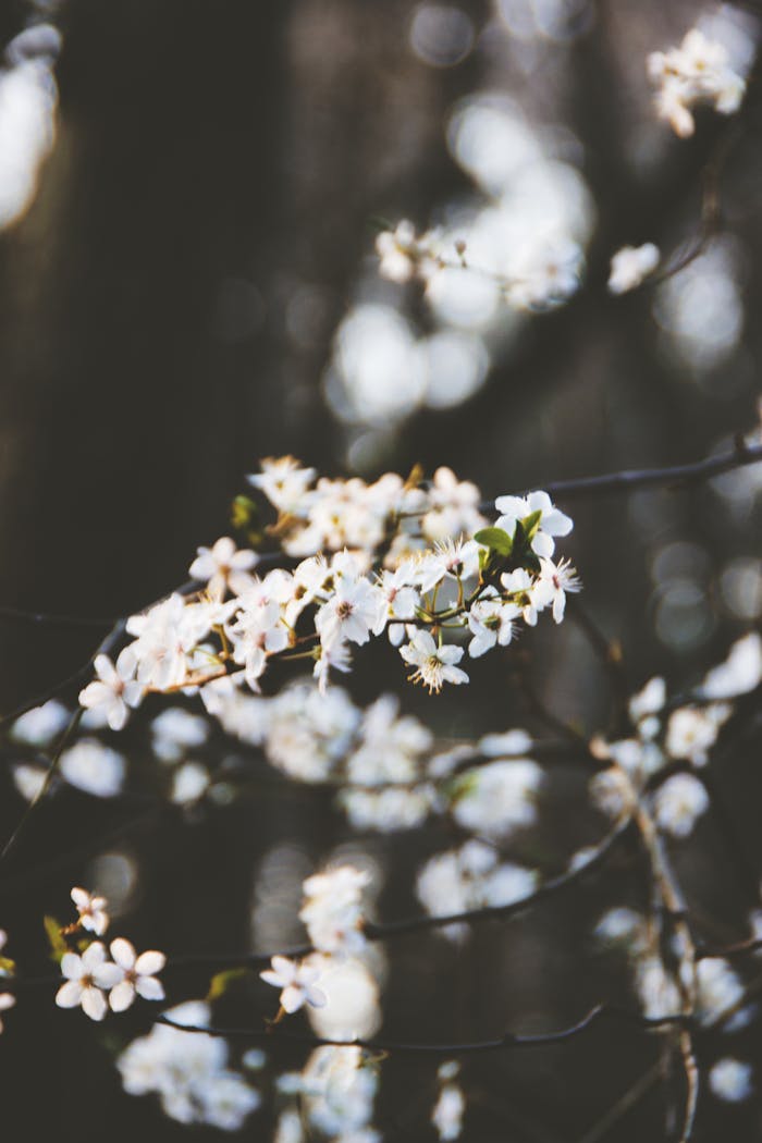 Delicate white cherry blossoms blooming in Rheinsberg, Germany during spring.