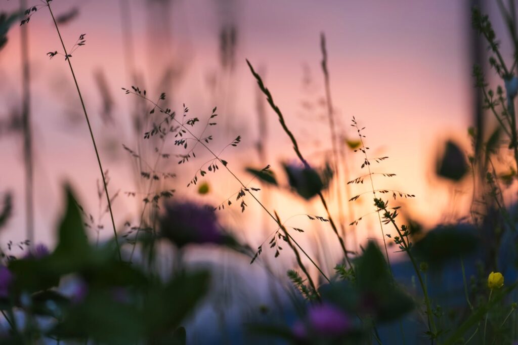 Beautiful flowers silhouetted against a vibrant sunset in Levico Terme, Italy.