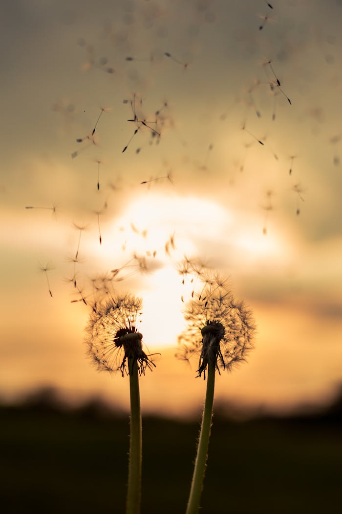 Two dandelions releasing seeds against a stunning sunset backdrop, symbolizing nature